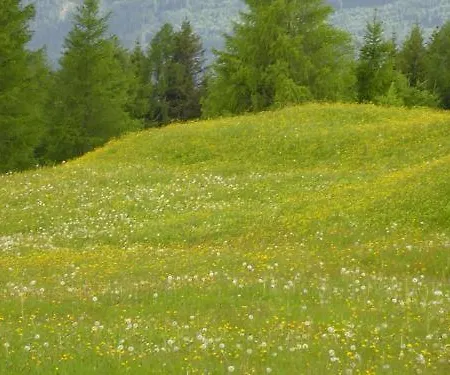 Otel Almhotel Fichtenheim 3*