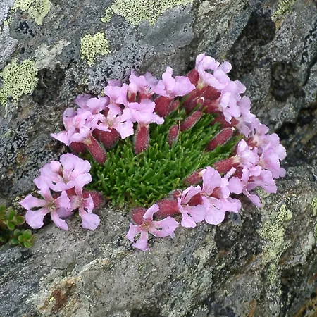 Almhotel Fichtenheim Berg im Drautal
