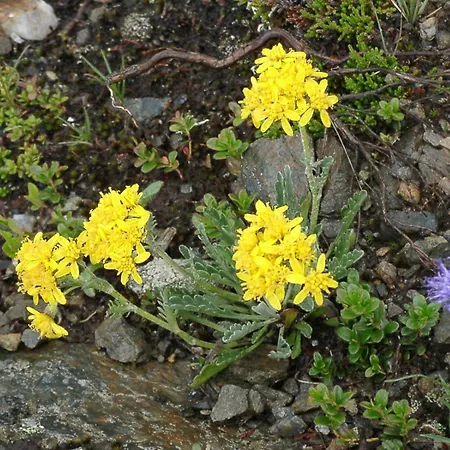 Otel Almhotel Fichtenheim Berg im Drautal
