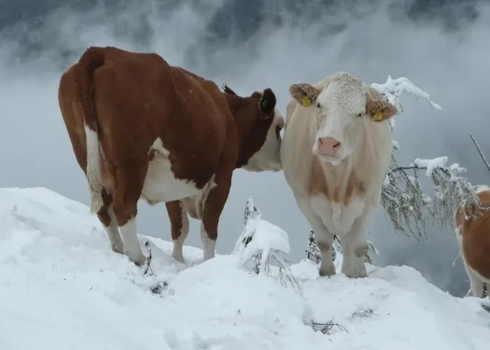 Almhotel Fichtenheim Hotel Berg im Drautal
